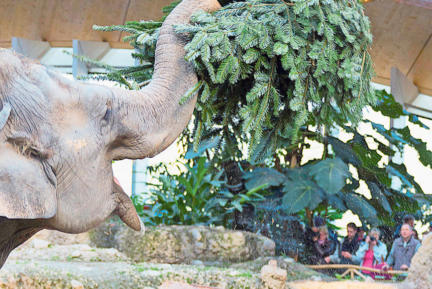 0801 9 Tannenbaum Elefant Zoo