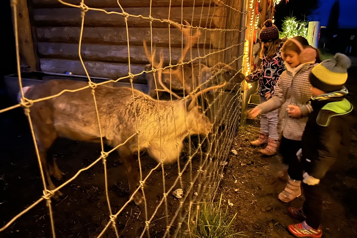 Wer will, darf die Rentiere entlang des Adventswegs mit getrockneten Flechten füttern. 
