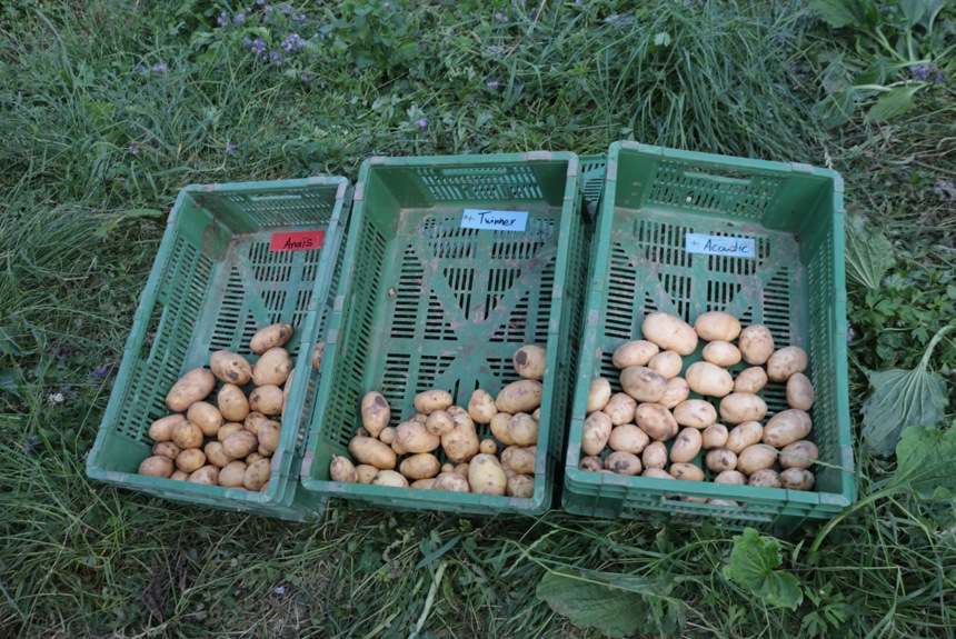 1106 9 Kartoffelsorten Dro6