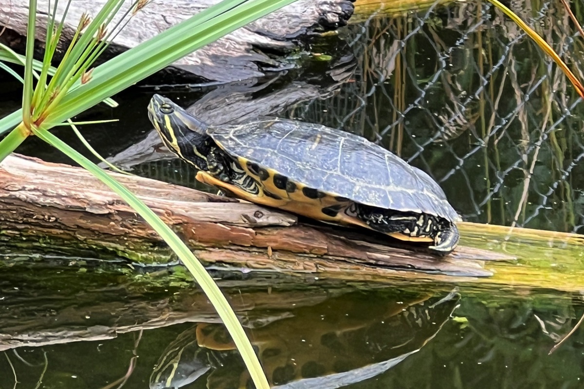 Eine Gelbwangen-Schildkröte im Teich von Mahlers.