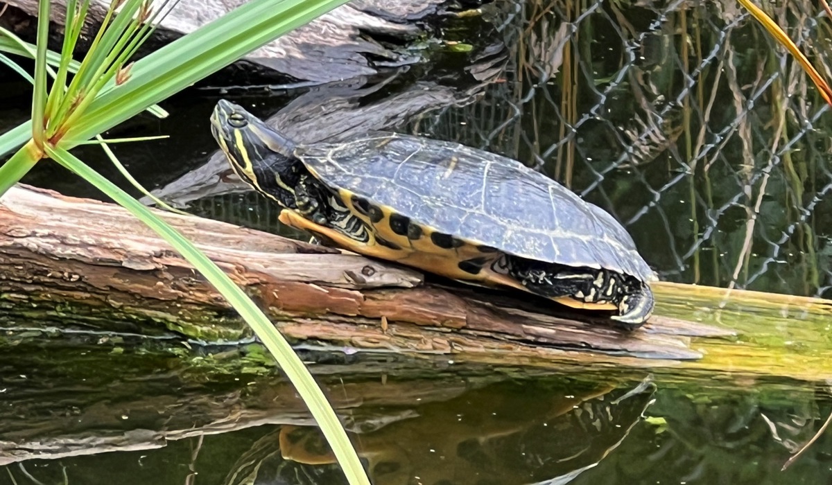 1907_7_marthalen_schildkroete_max_spa13.jpg 1907_7_marthalen_schildkroete_max_spa13.jpg