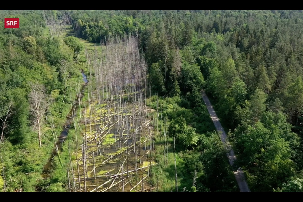 Mit nur einem Damm im Mederbach setzten Biber 2009 fünf Hektaren Wald unter Wasser. Im Ellikerholz ist die Dichte an Lebewesen 36-mal höher als in Gewässern ohne Biber drin