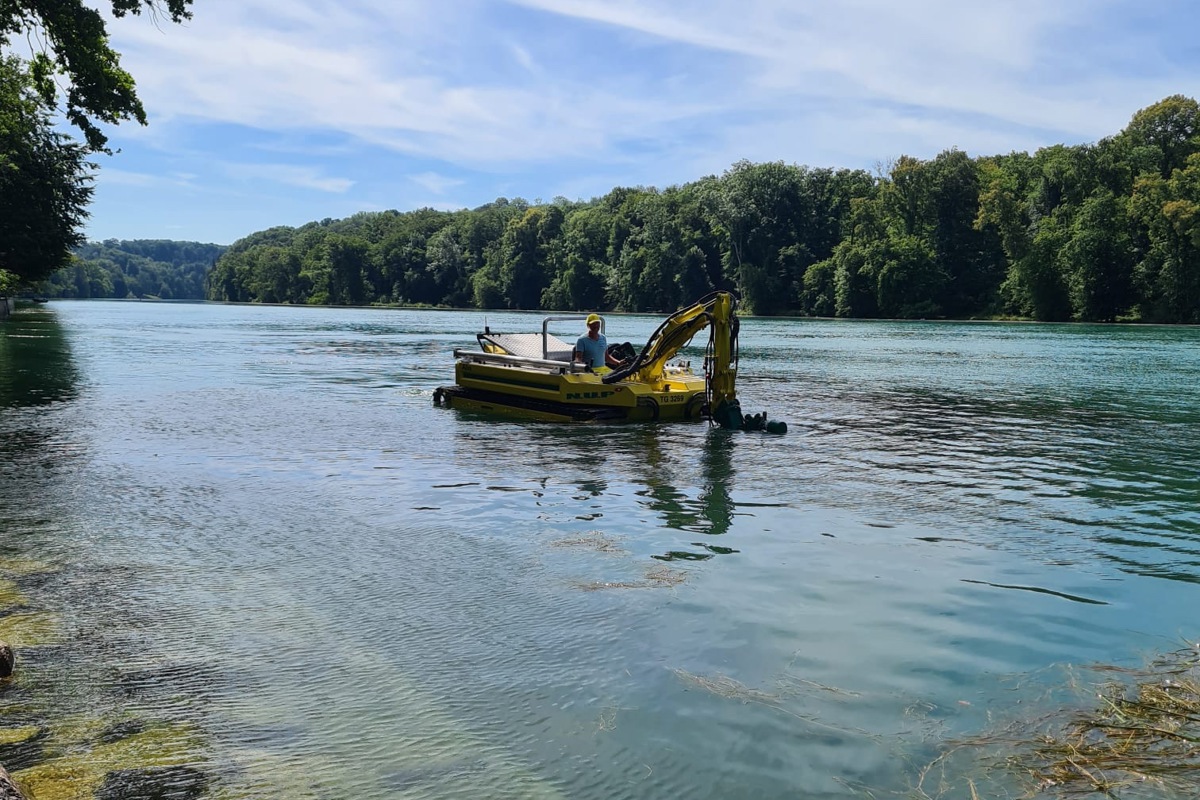 Kann schwimmen und dank Raupen selber ins Gewässer fahren: Das amphibische Mähboot der Firma N.U.P mäht in Dachsen im Rhein das Seegras.