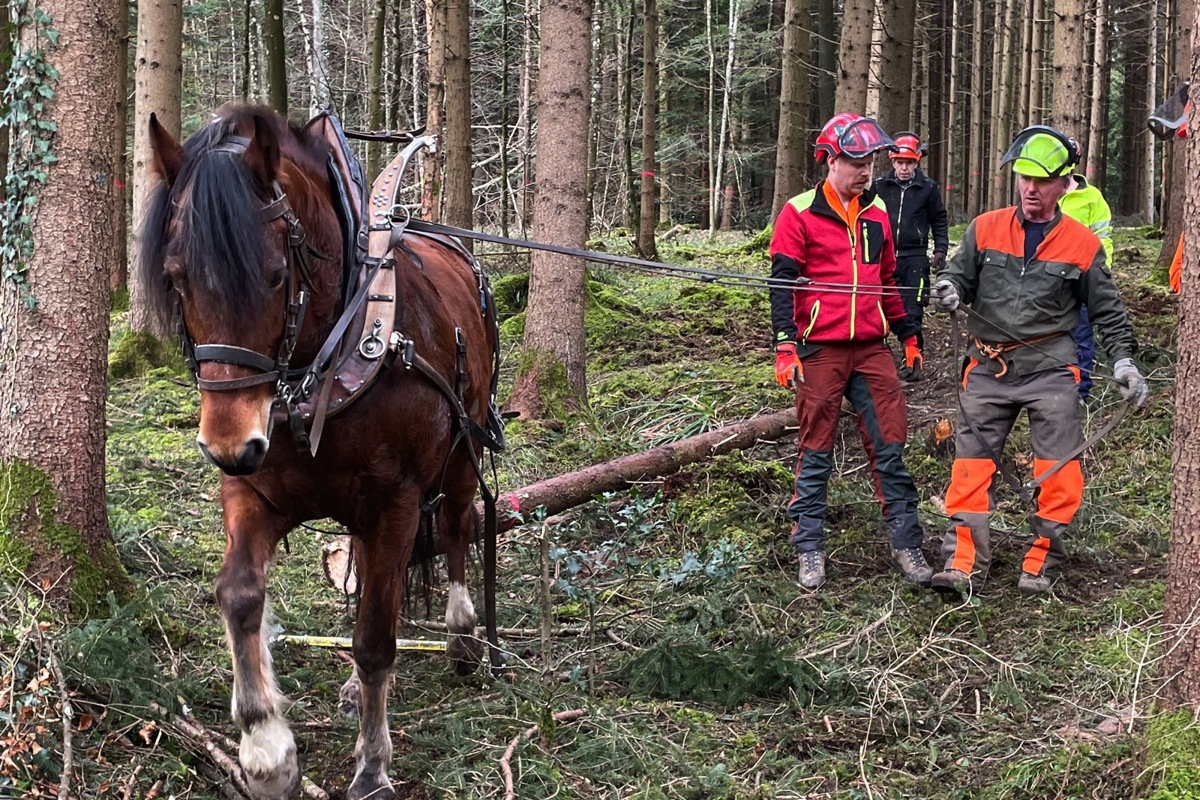 Stamm um Stamm zogen die fleissigen Pferde aus dem Wald. Stamm um Stamm zogen die fleissigen Pferde aus dem Wald.