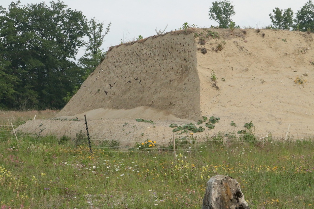 Mehr als 200 Niströhren sind sichtbar. Seit der Erosion 2021 sorgen Kokosmatten für die Stabilität der Schüttung.