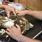 3010 9 Greifvogel1 Cs1