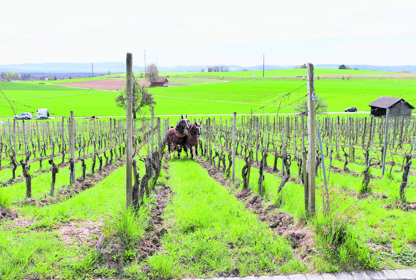 2004 Cedric Besson Weinbau Pferde Uhwiesen3 Ewa