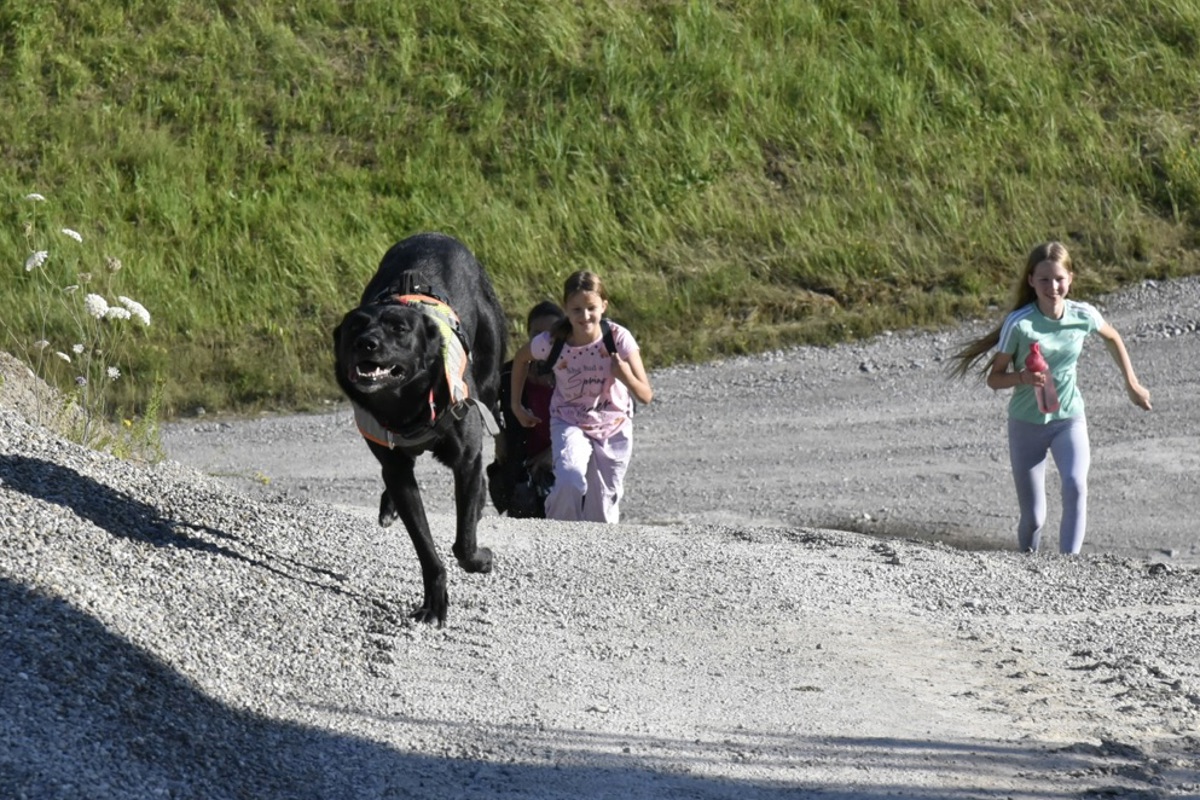 Hund Jack kehrte mit dem Zeige-Tool im Maul zu seiner Hundeführerin zurück und signalisierte: «Ich habe etwas gefunden. Folge mir, ich zeige, wo es ist.» Dann leitete er zwei Kinder des Kurses und seine Hundeführerin in vollem Lauf dorthin. 