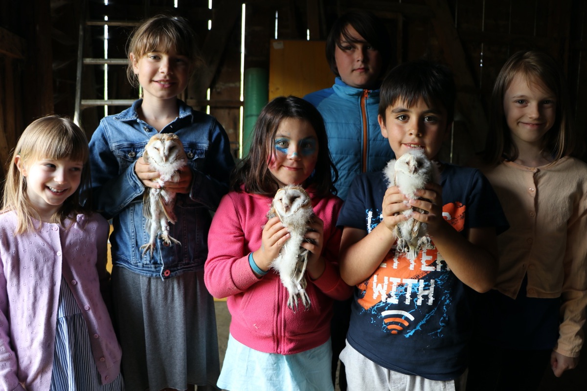 Die Kinder halten drei der vier kleinen Schleiereulen Die Kinder halten drei der vier kleinen Schleiereulen