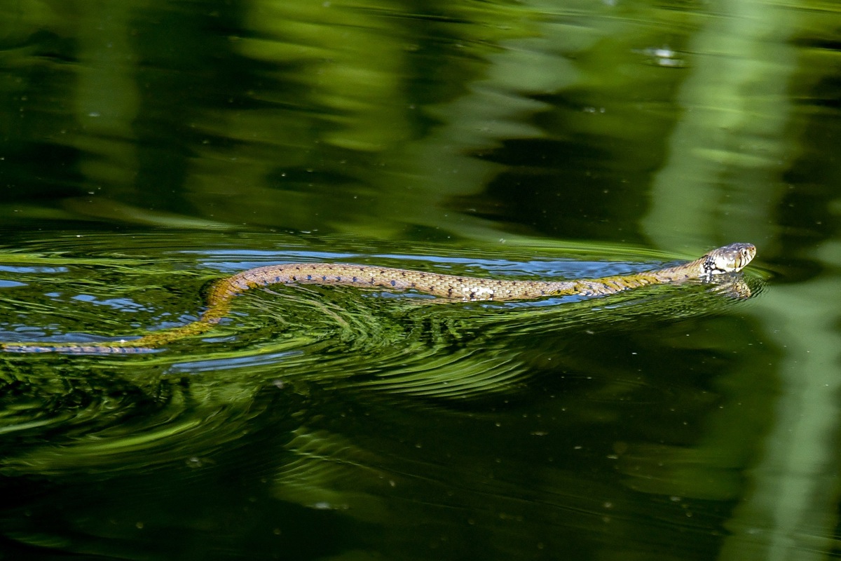 Das Kielwasser verrät die Ringelnatter im Wasser.
