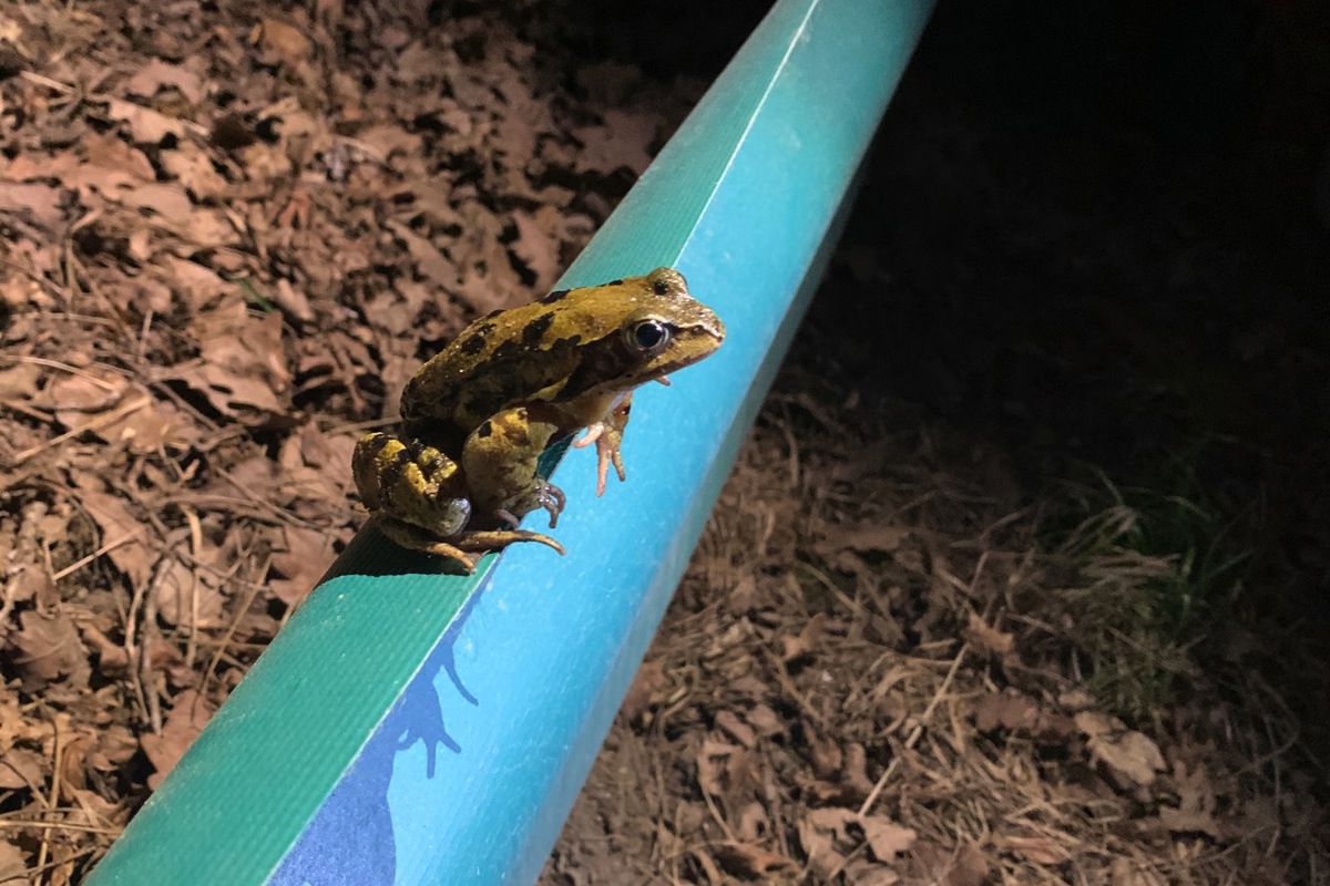 Nicht jeder Frosch lässt sich durch eine Sperre aufhalten.
