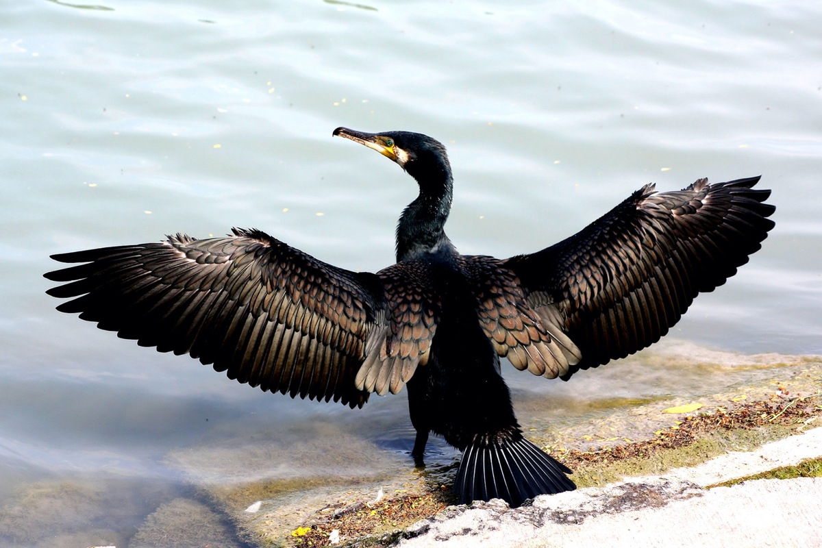Die Flügel breitet der Kormoran auch zum Trocknen aus – Fische fängt er tauchend.