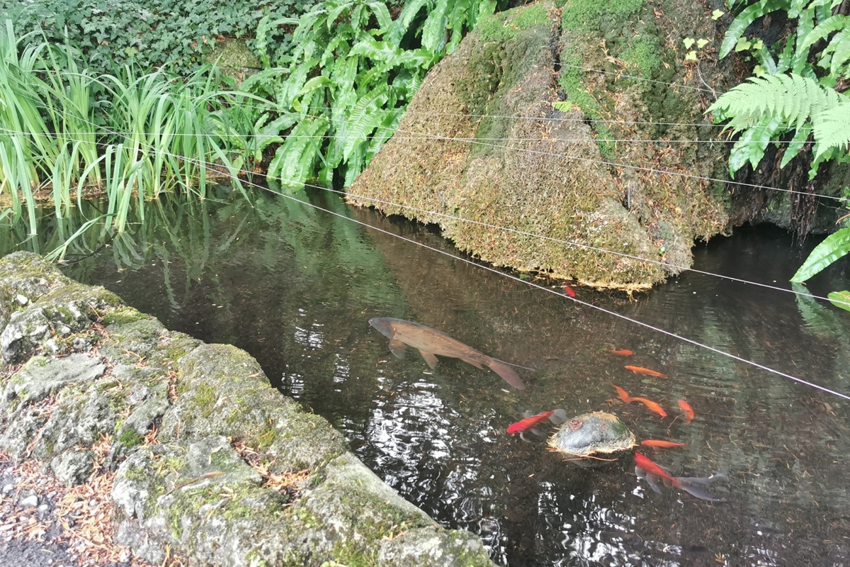 Einige der in Gartenteichen (im Bild der Schlosspark Andelfingen) und in Aquarien lebenden Tiere können «in Freiheit» die heimische Flora und Fauna bedrohen.