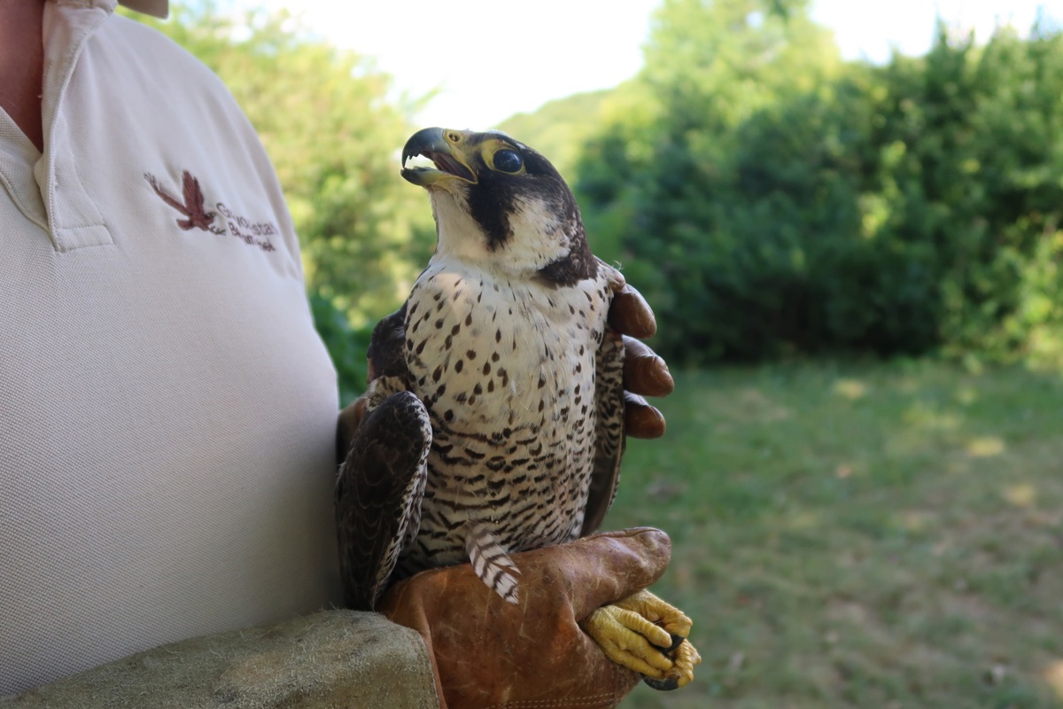 Teil der Stiftung Paneco ist die Greifvogelstation in Berg am Irchel.