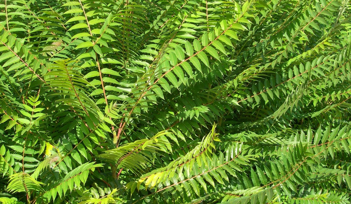 go-tterbaum6.jpg go-tterbaum6.jpg
