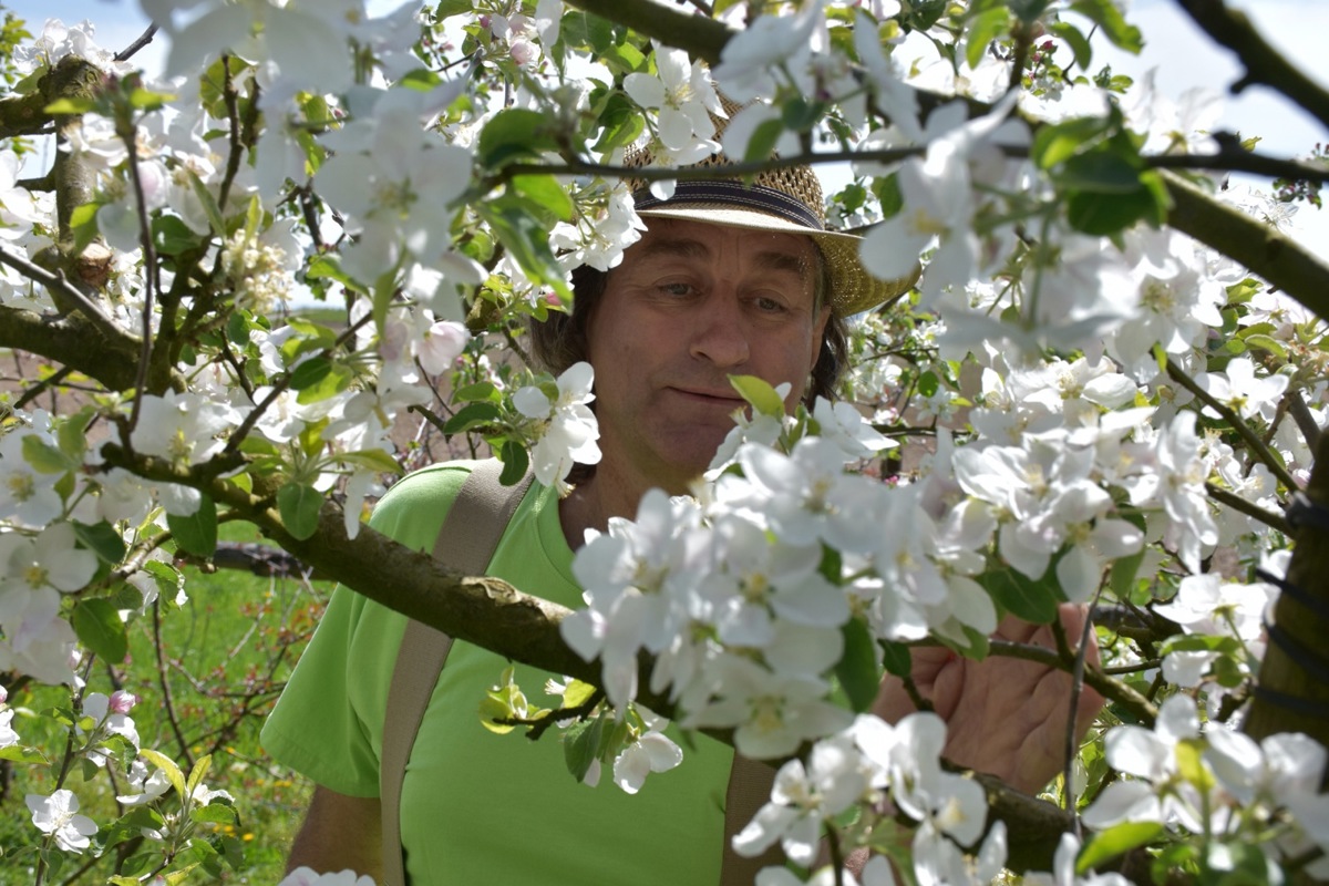 Im Obstgarten von Beat Möckli blühen 300 Apfelsorten.