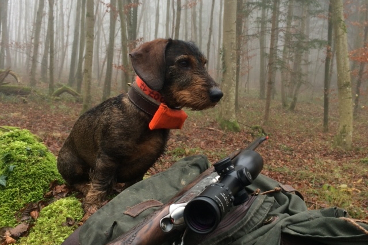 Die Jagdreviere im Kanton Zürich werden alle acht Jahre vergeben, im Frühling 2025 zum ersten Mal nach den neuen Vergaberichtlinien.