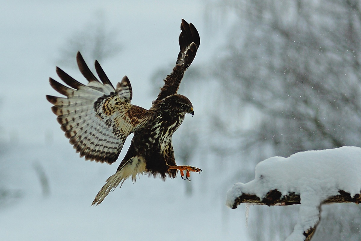 Ein Mäusebussard fliegt die Futterstelle bei der Greifvogelstation Berg am Irchel an.