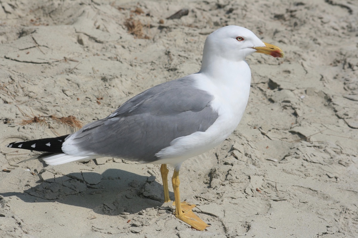 In Triboltingen wurde eine tote Mittelmeermöwe gefunden, die mit dem Vogelgrippe-Virus infiziert war.