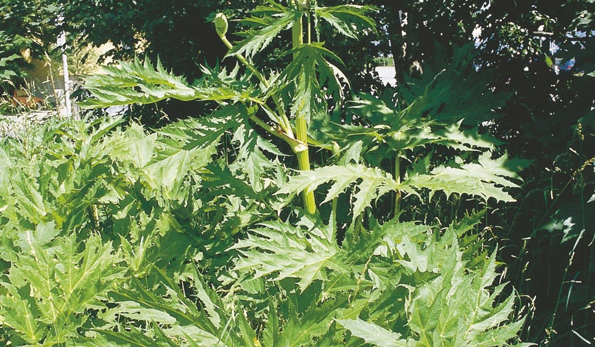 riesenba-renklau11.jpg riesenba-renklau11.jpg