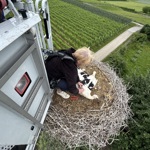 1206 9 Storchberingung Berg Am Irchel Zvg13