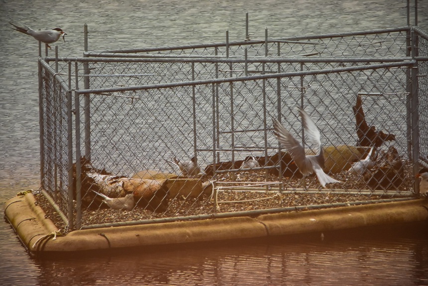 1703 4 Naturschutz1 Zvg21