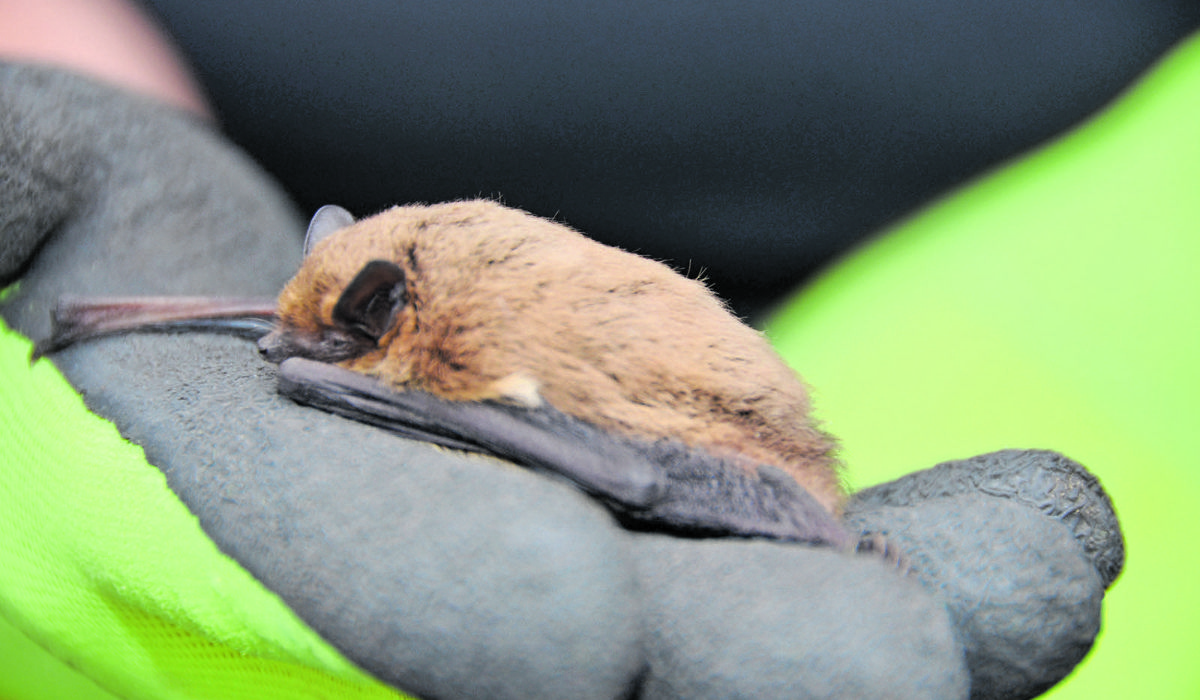 1210_animalrescue_fledermaus2.jpg 1210_animalrescue_fledermaus2.jpg
