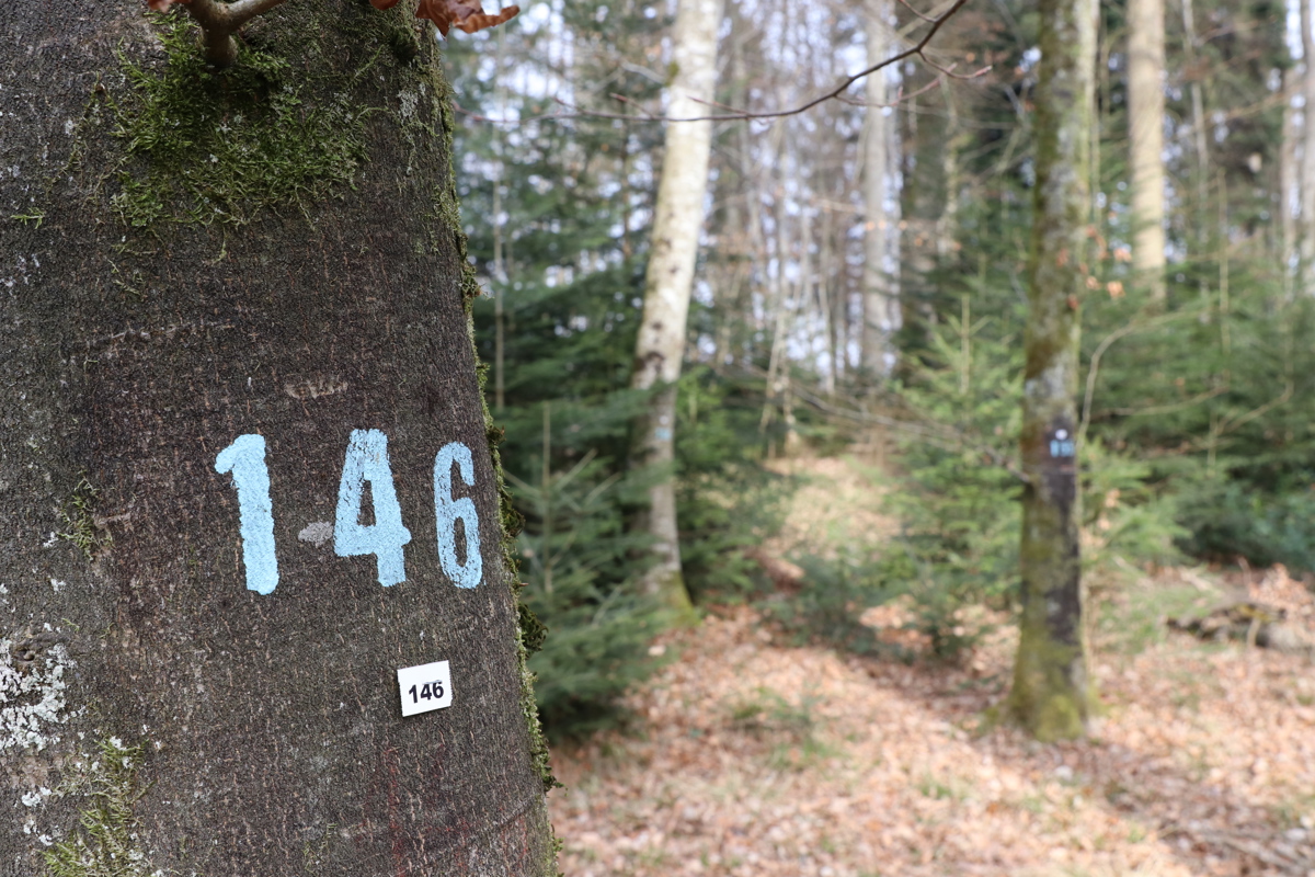 Im Gemeindewald Oberloo tragen die Bäume Nummern – damit bei Anzeichnungsübungen Im Gemeindewald Oberloo tragen die Bäume Nummern – damit bei Anzeichnungsübungen