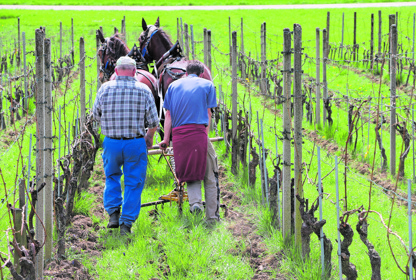 2004 Cedric Besson Weinbau Pferde Uhwiesen5 Ewa
