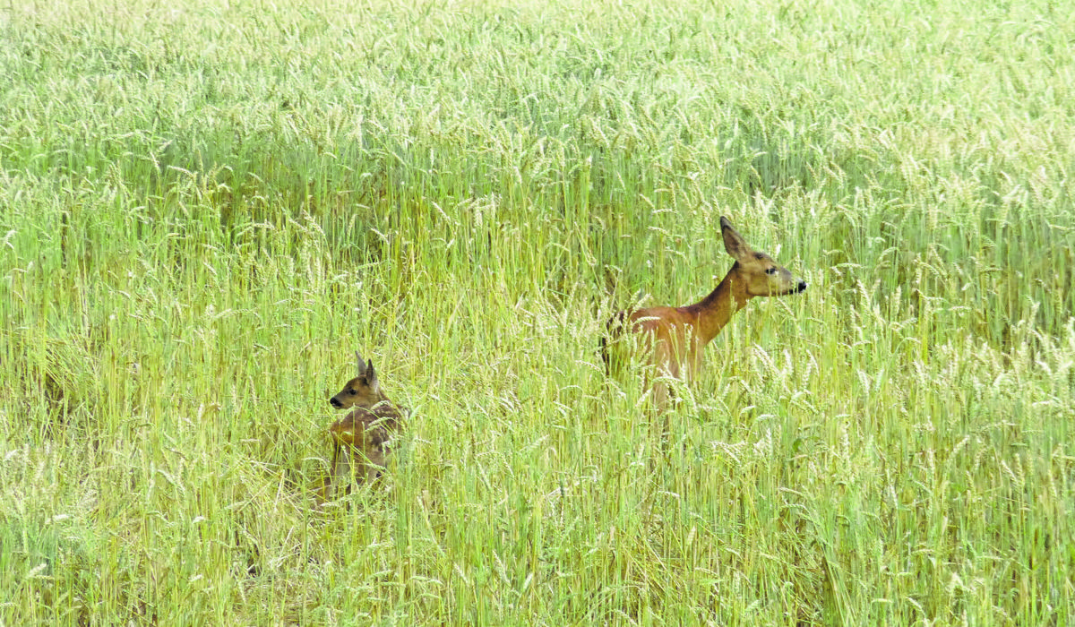 1105_rehe_schnupperabend_jagd_oskar-reutimann1.jpg 1105_rehe_schnupperabend_jagd_oskar-reutimann1.jpg