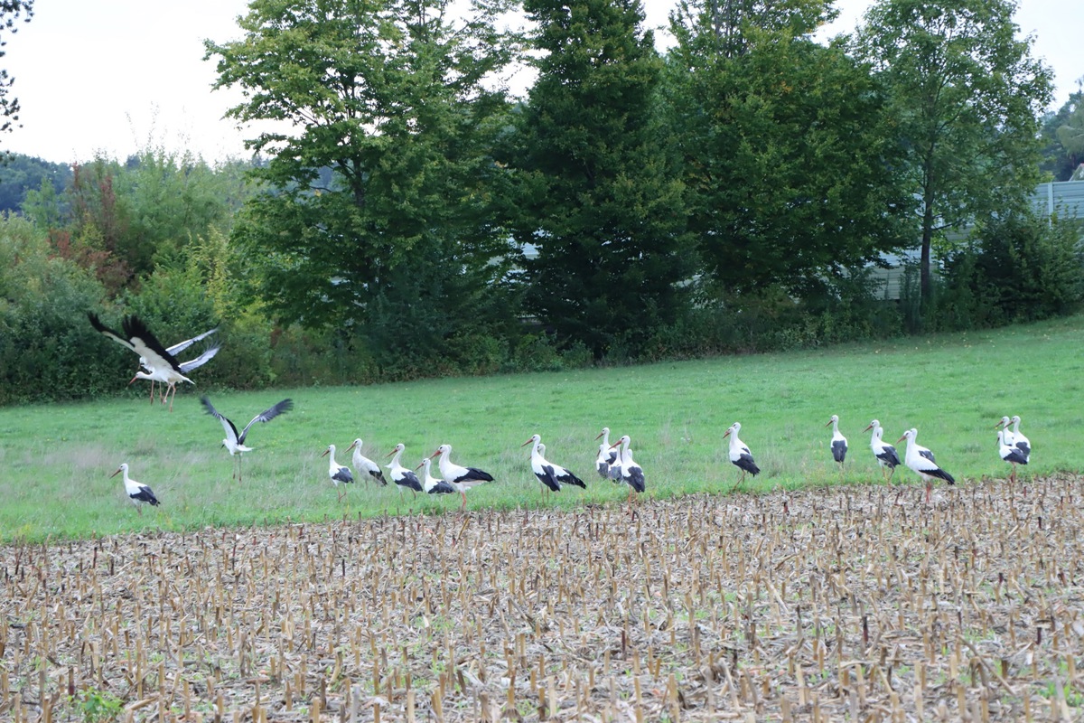 Sie wollten nie alle gleichzeitig aufs Foto – von den insgesamt 39 Störchen auf der Wiese verdrückten sich immer ein paar neben den Bildrand.