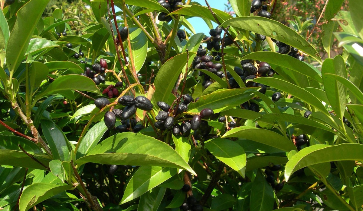 kirschlorbeer10.jpg kirschlorbeer10.jpg