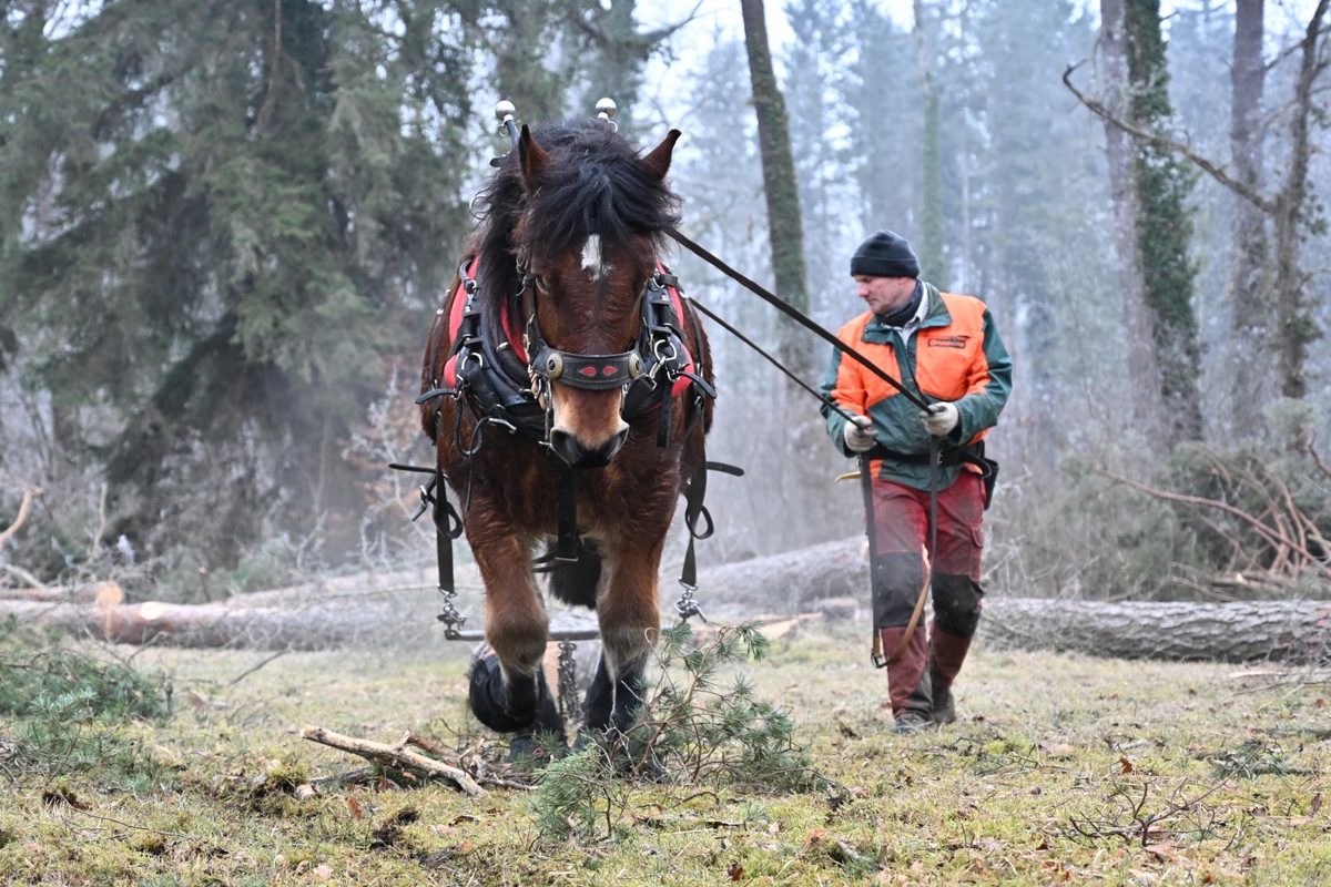 In einem ersten Schritt wurden die fünf Meter langen Stämme von den Rückepferden zu den Sammelstellen gebracht.