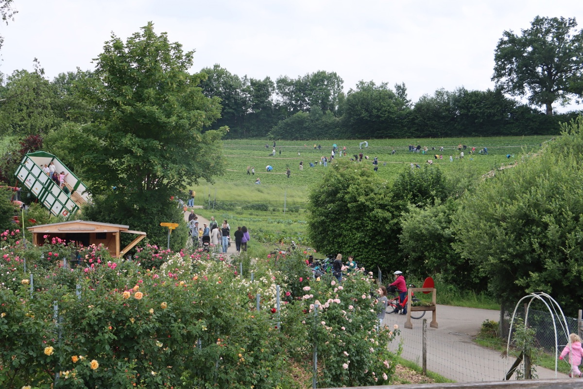 Zahlreiche Besuchende pflücken Erdbeeren auf dem Feld.