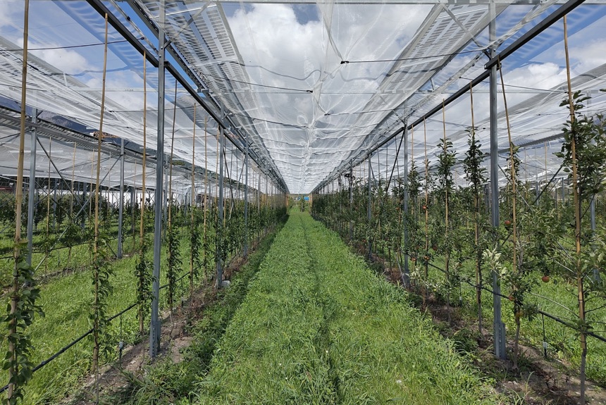 2208 13 Agri Photovoltaik Insolight11