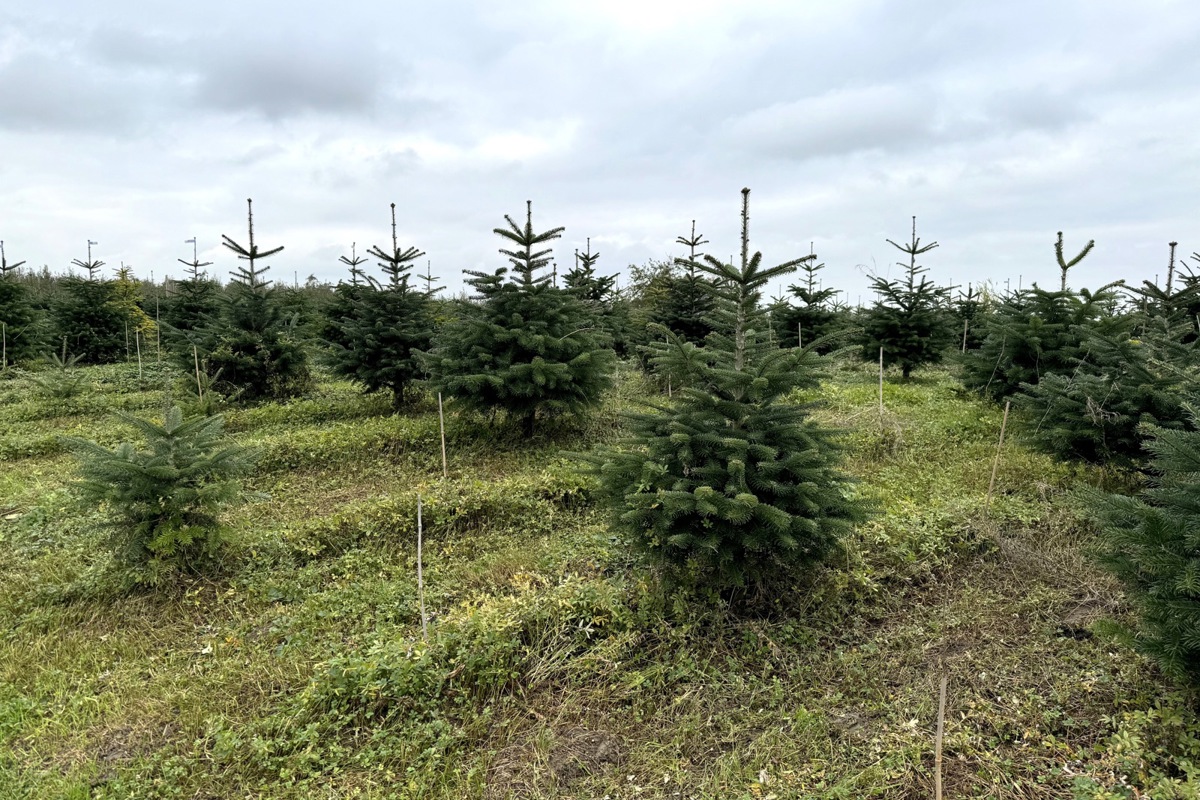 Fast die Hälfte aller Christbäume in der Schweiz stammen dieses Jahr aus inländischer Produktion. 