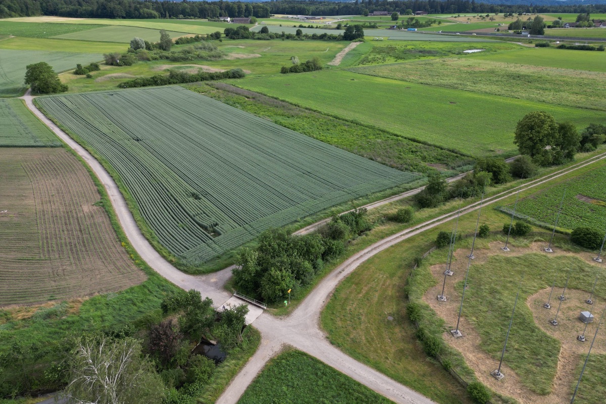 Hinten verläuft die A4, dazwischen liegt das Gebiet Oerlingerried. Auf der Parzelle 3620 wächst Weizen, breit gesäte Reihen bieten Bodenbrütern Platz.
