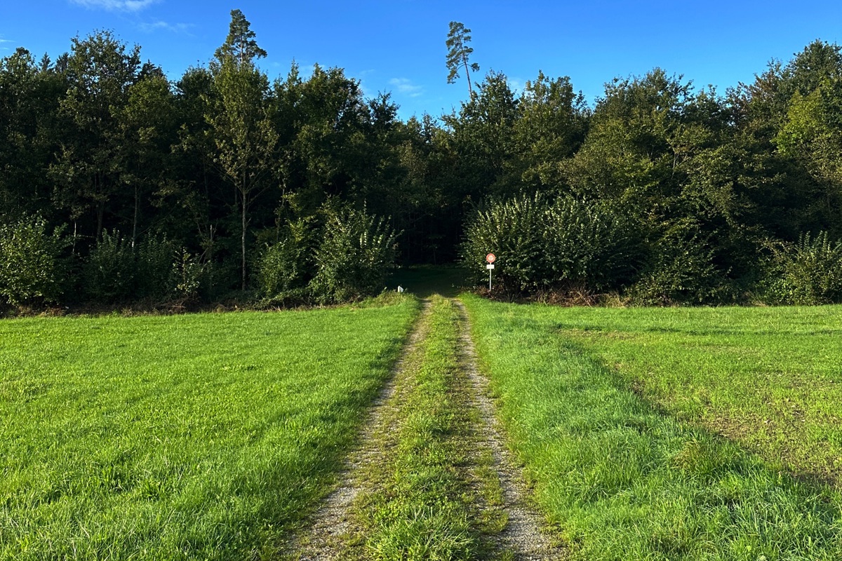 Bei diesem Eingang in den Wald Richenergeten hängt unter der Fahrverbotstafel zusätzlich ein weisses Schild mit dem Wort «Waldstrasse».