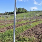 2104 1 Oliven Neuanlage Romue1