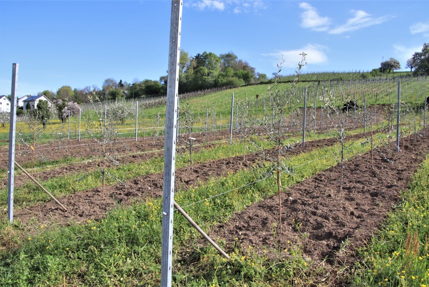 2104 1 Oliven Neuanlage Romue1