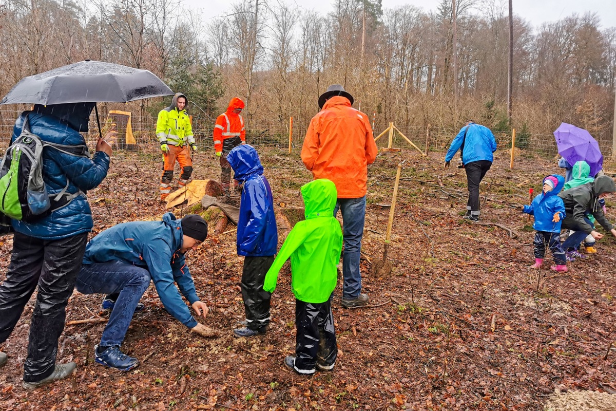 Die Baumpatinnen und -paten trotzten dem strömenden Regen und pflanzten im Cholfirstwald eifrig und mit viel Sorgfalt ihre Eichensetzlinge ein.