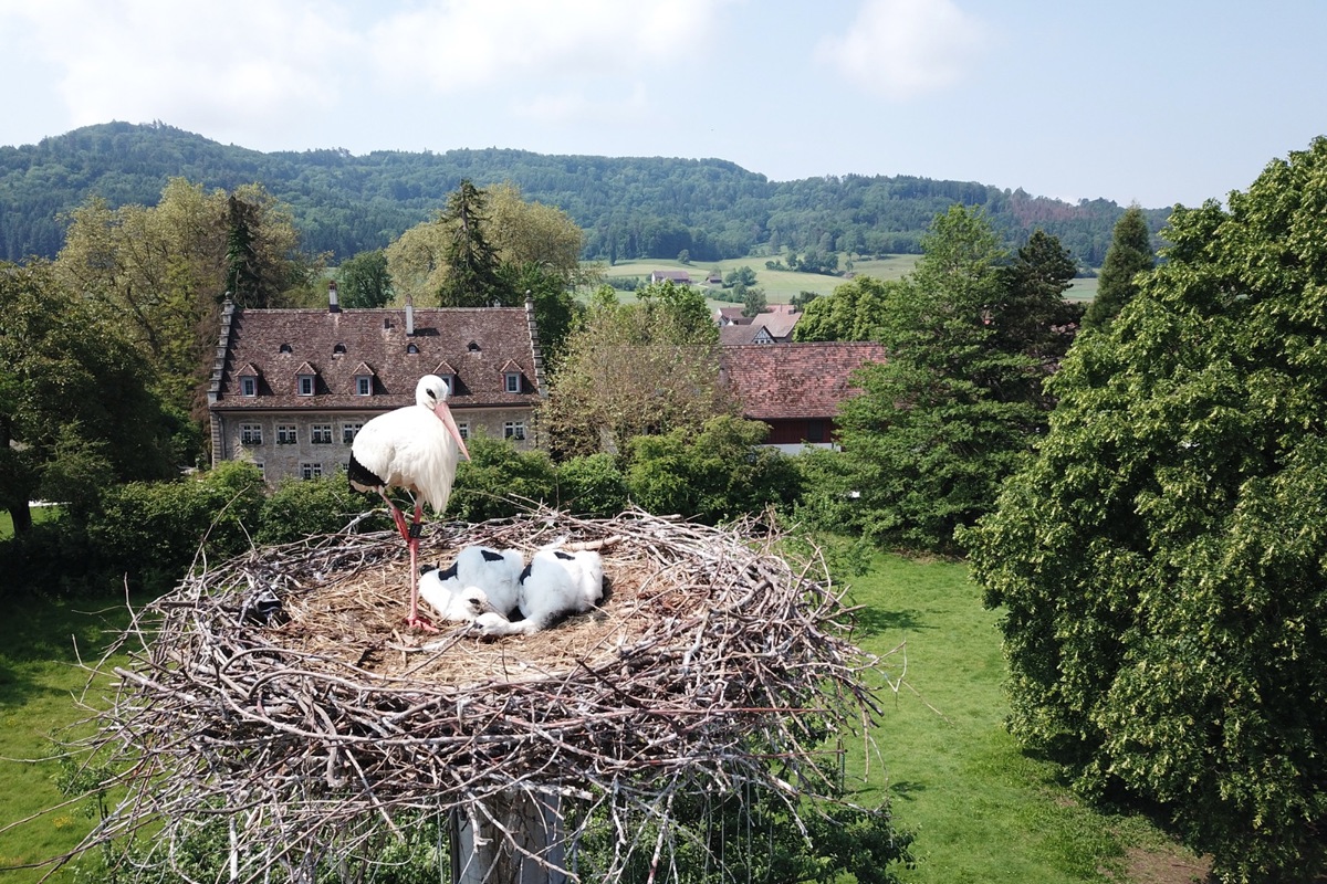 Aktueller Blick ins Storchennest.