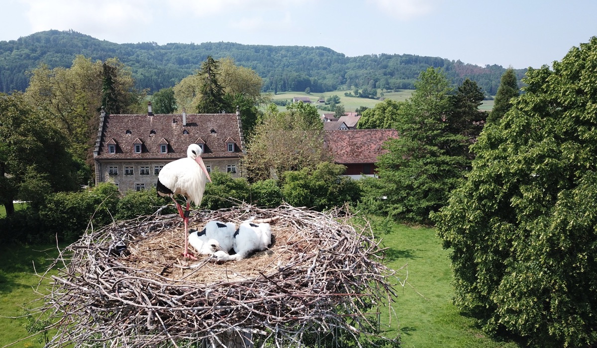 1806_3_berg-am-irchel-greifvogelstation_storch_zvg4.jpg 1806_3_berg-am-irchel-greifvogelstation_storch_zvg4.jpg