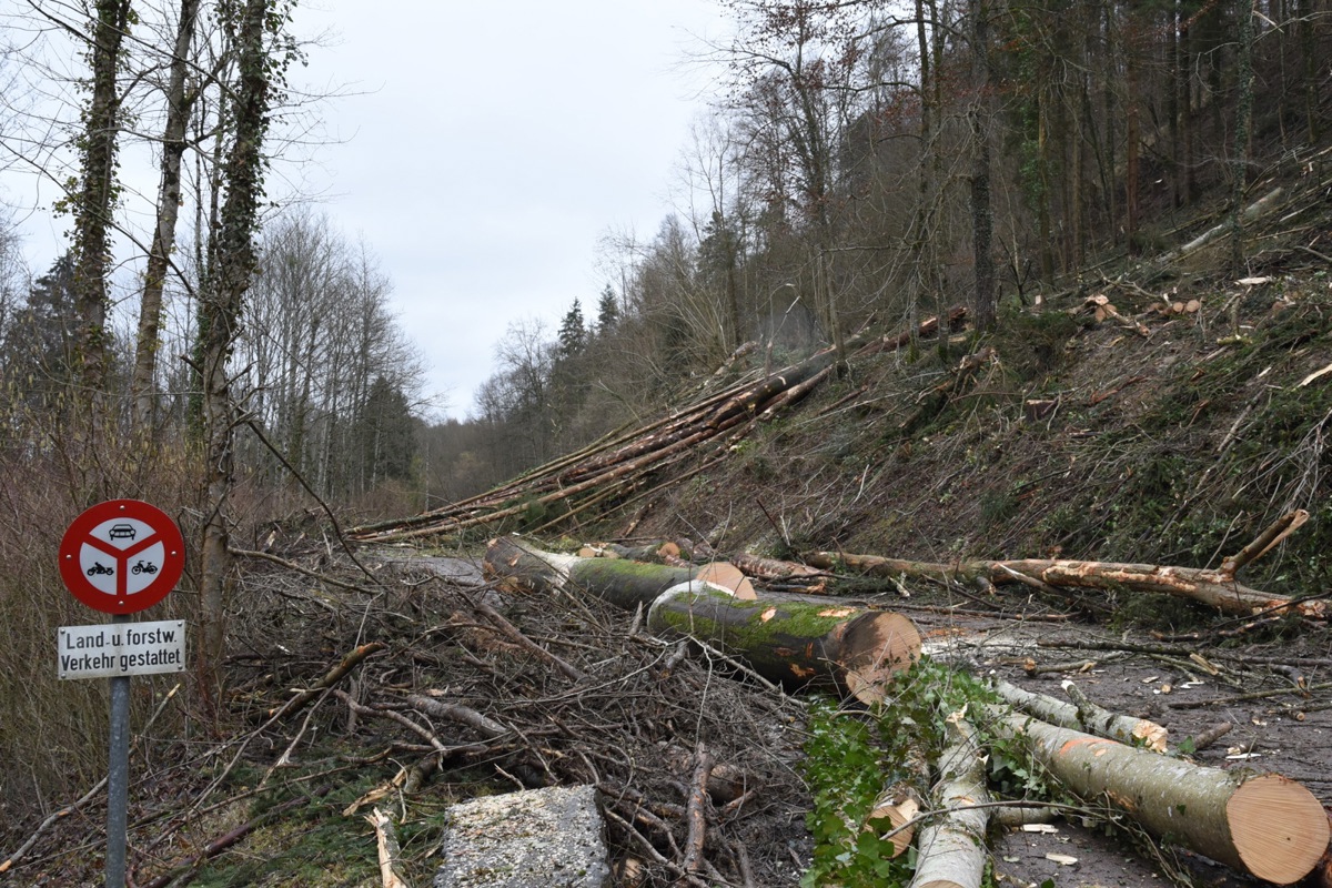 Die Fahrbahn zwischen Andelfingen und Flaach glich während des Holzschlags am Hang mehr einem Waldweg nach einem Sturm als einer Kantonsstrasse.