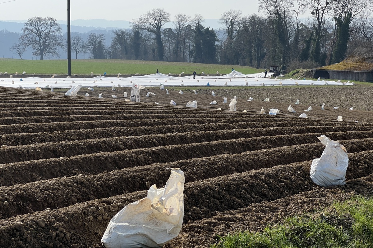 Eine Vliesabdeckung fördert das Wachstum und schützt bei tiefen Temperaturen.