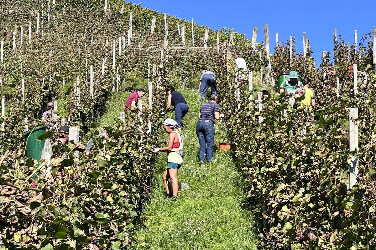Die Steilheit dieser Parzelle am Schiterberg wäre für den Steillagenvollernter kein Problem, das Aufstellen und die Betonpfähle hingegen schon.