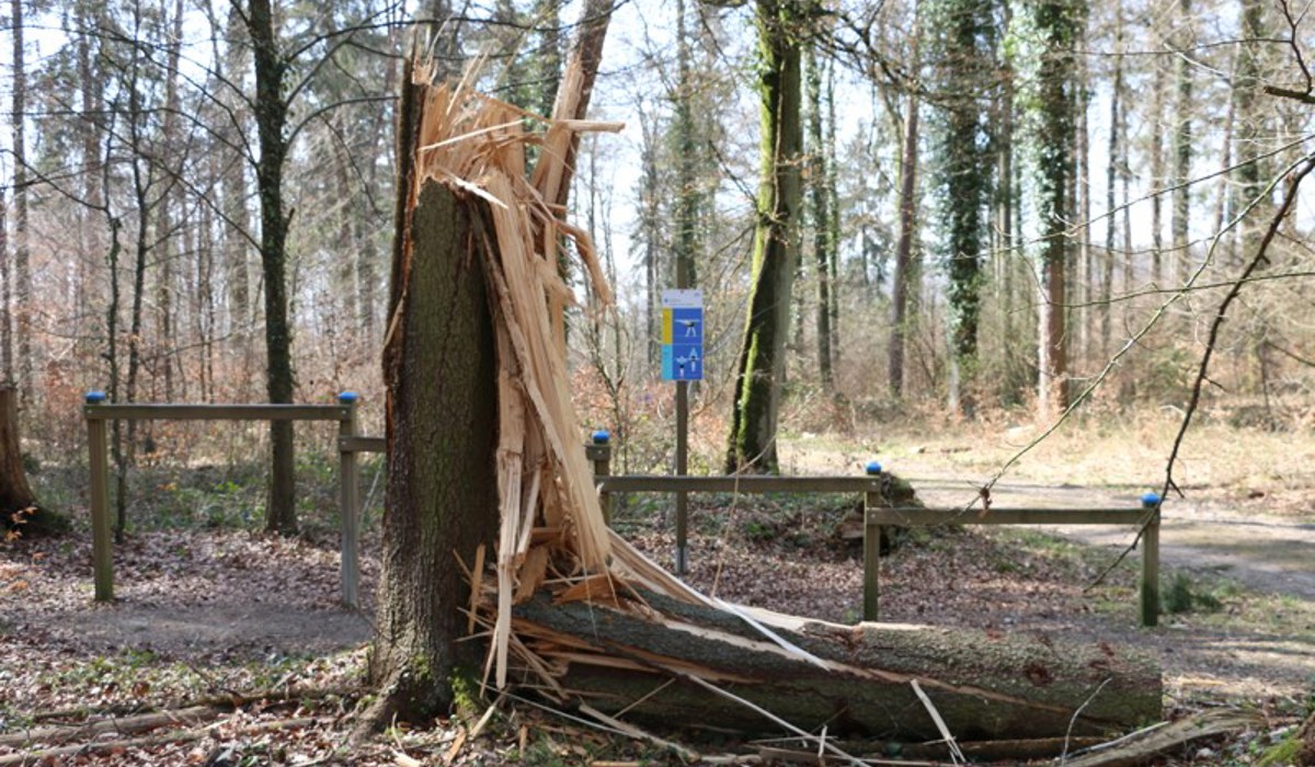 2104_7_vitauhwiesenbaum_sm14.jpg