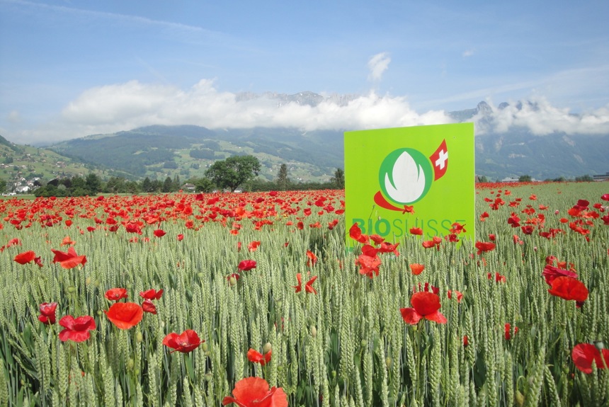 2305 13 Bio Weizenfeld Bio Suisse10