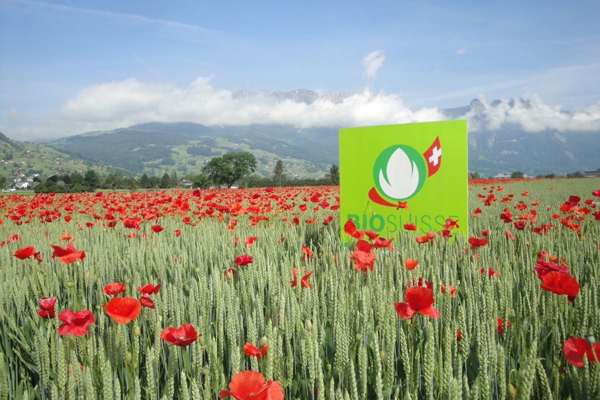 Auf knapp einem Fünftel der Fläche wird Bioanbau betrieben. Aber immer weniger klassisches Getreide wie Weizen.
