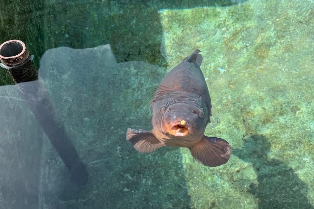 Der Karpfen Oskar darf und muss sich sein Futter nun selber suchen. Er wurde in den nahen Rhein ausgewildert.